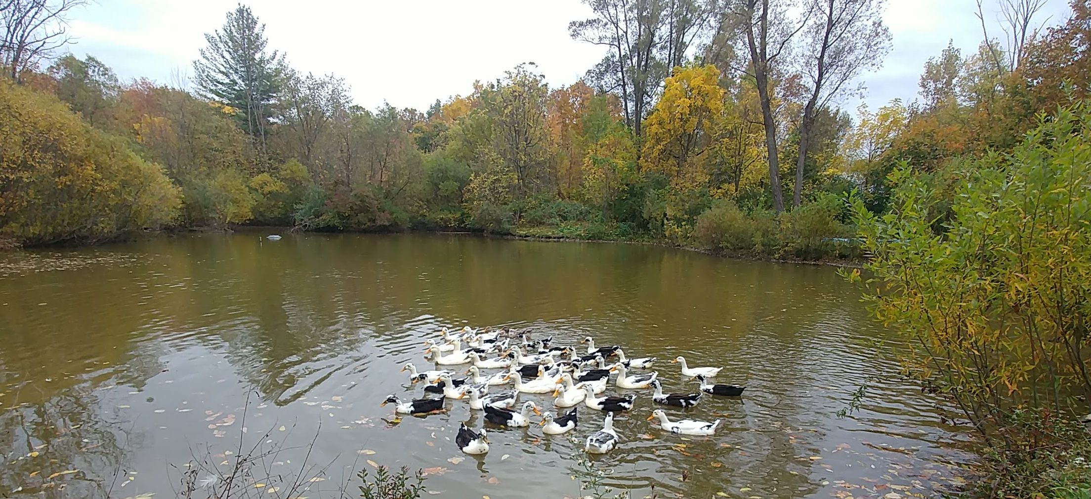 Quacktastic Farm