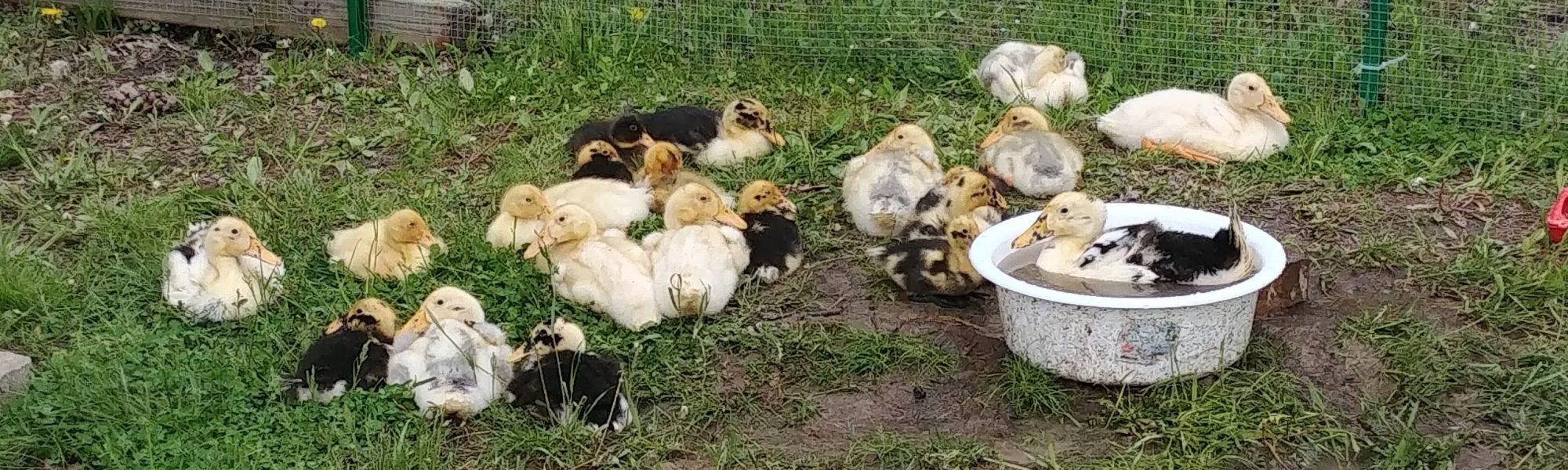 Quacktastic Farm