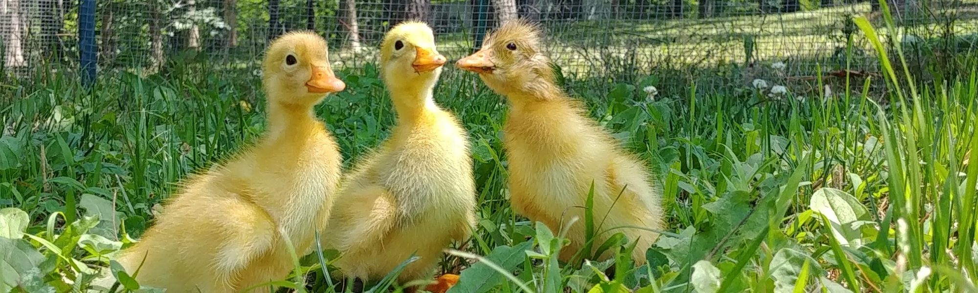 Quacktastic Farm